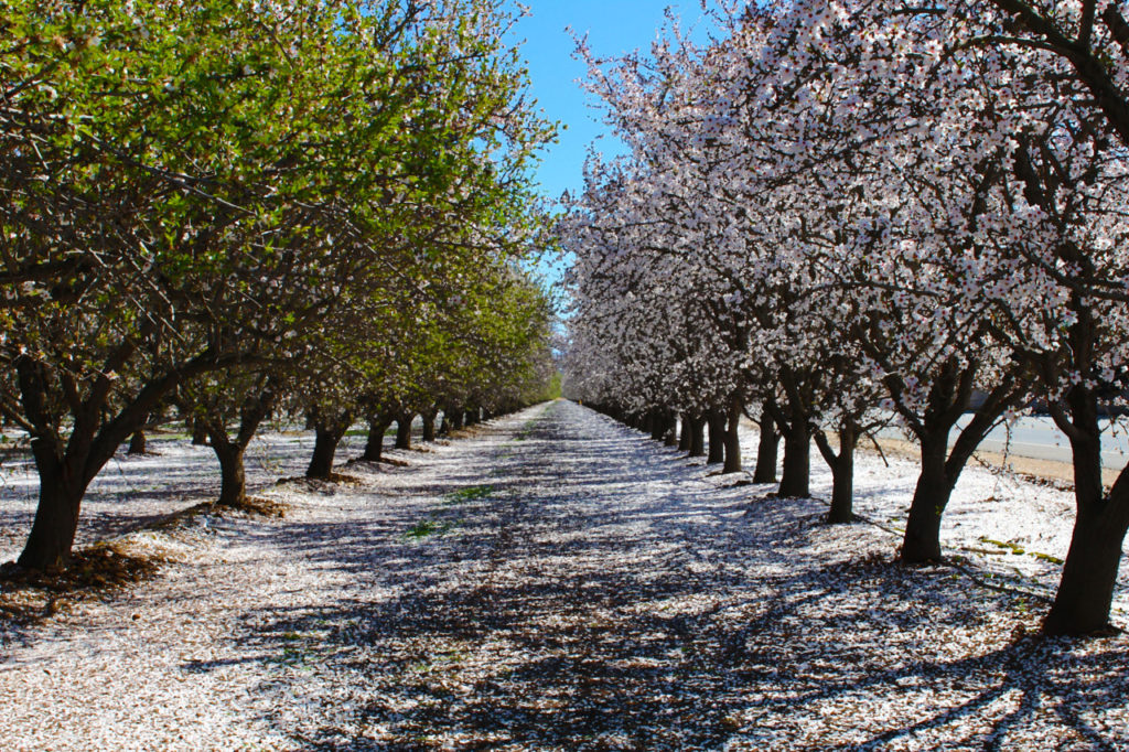Blooming Almond Trees Credit Visit Bakersfield (12)